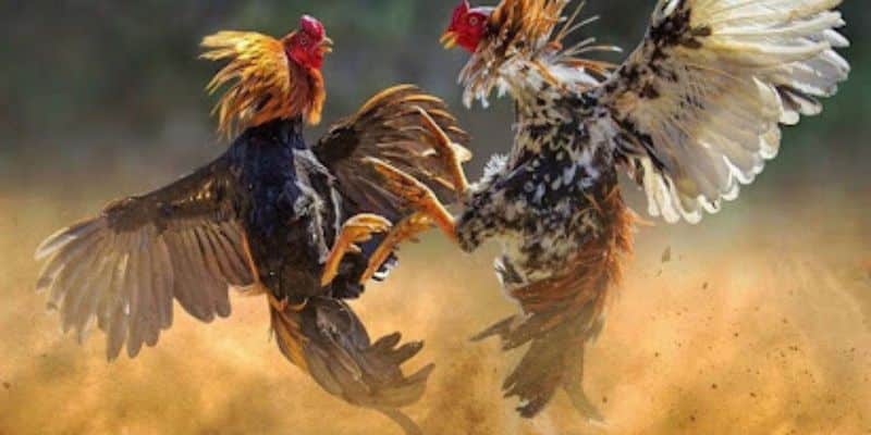 Tổng quan về sân cược đấu gà thú vị tại U888