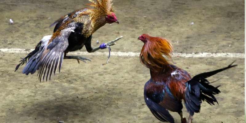 Nắm vững luật chơi đấu kê giúp bạn dễ dàng chiến thắng